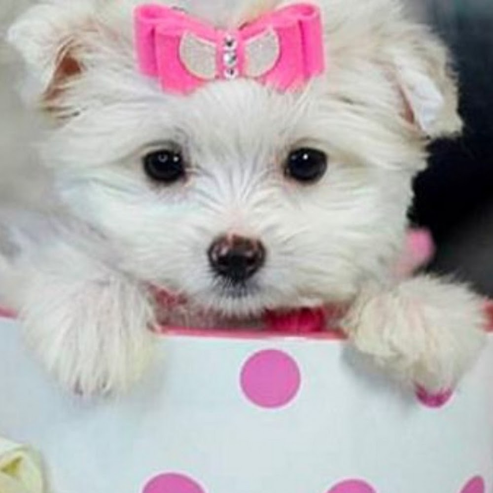 Meet your Posher, Lilly